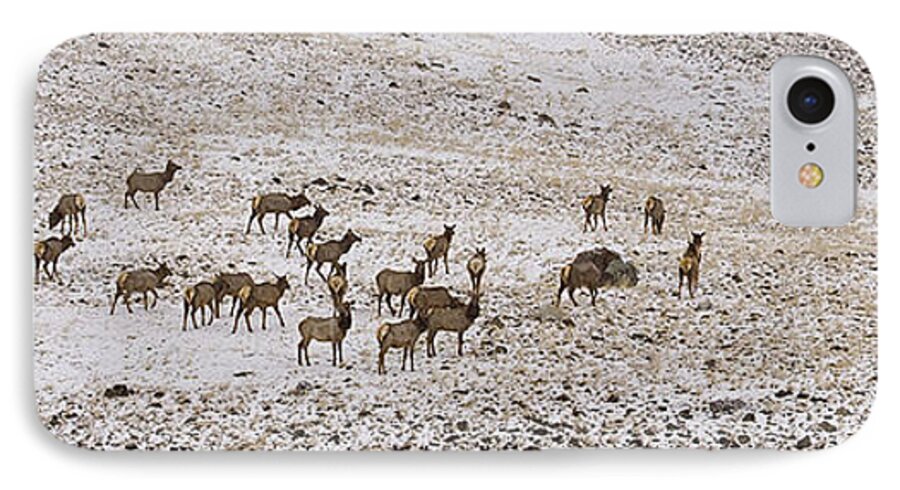 Elk iPhone 7 Case featuring the photograph Elk In Snow Panorama 14x47 by J L Woody Wooden