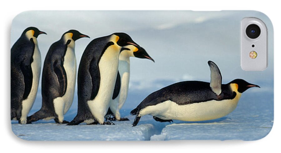 Emperor Penguin iPhone 7 Case featuring the photograph Emperor Penguin Aptenodytes Forsteri by Hans Reinhard
