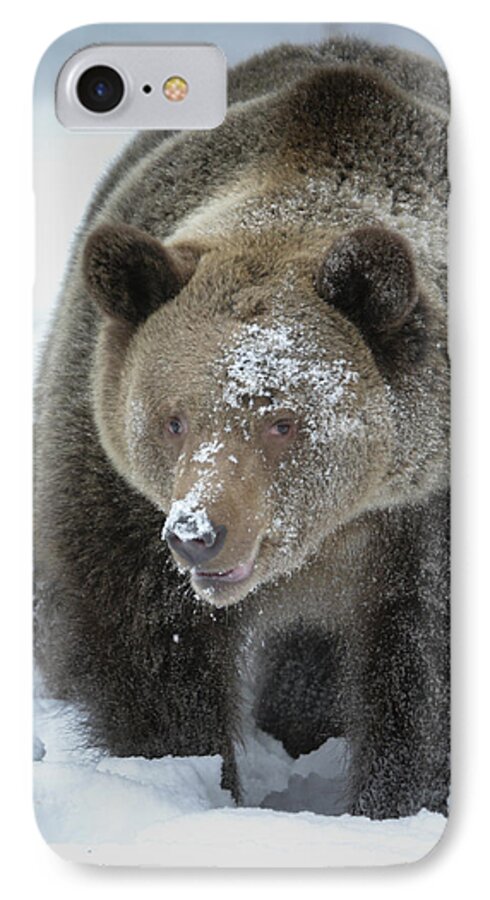 Animals iPhone 7 Case featuring the photograph Eye of Grizzly by Diane Bohna