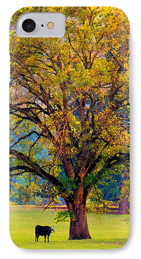 Pastoral iPhone 7 Case featuring the photograph Fall Tree with Two Cows by Michele Avanti