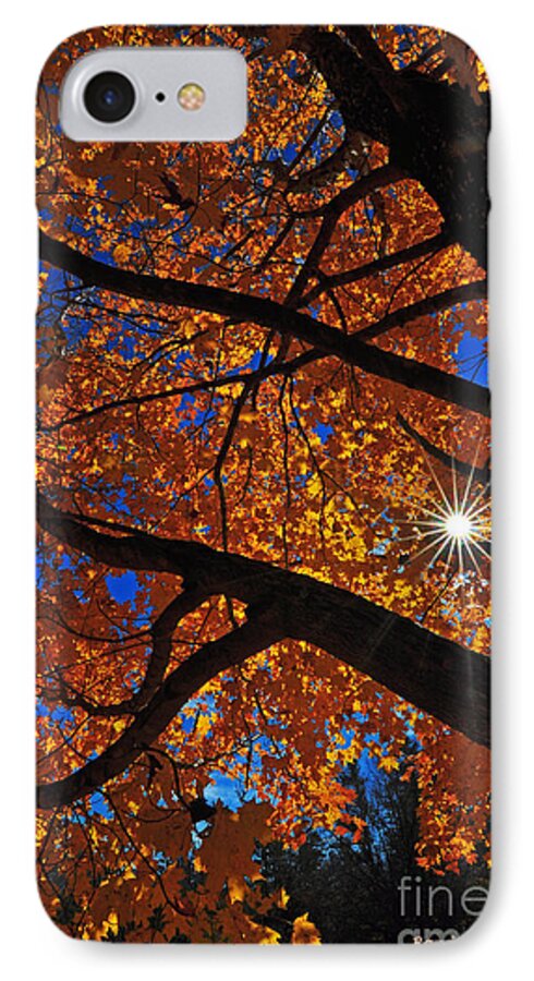 Kings Mountain iPhone 7 Case featuring the photograph Falling Star by Randy Rogers