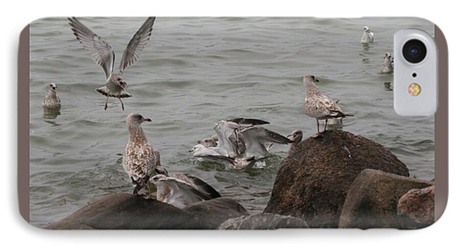 Bird iPhone 7 Case featuring the photograph Feeding Frenzy by Patricia Overmoyer