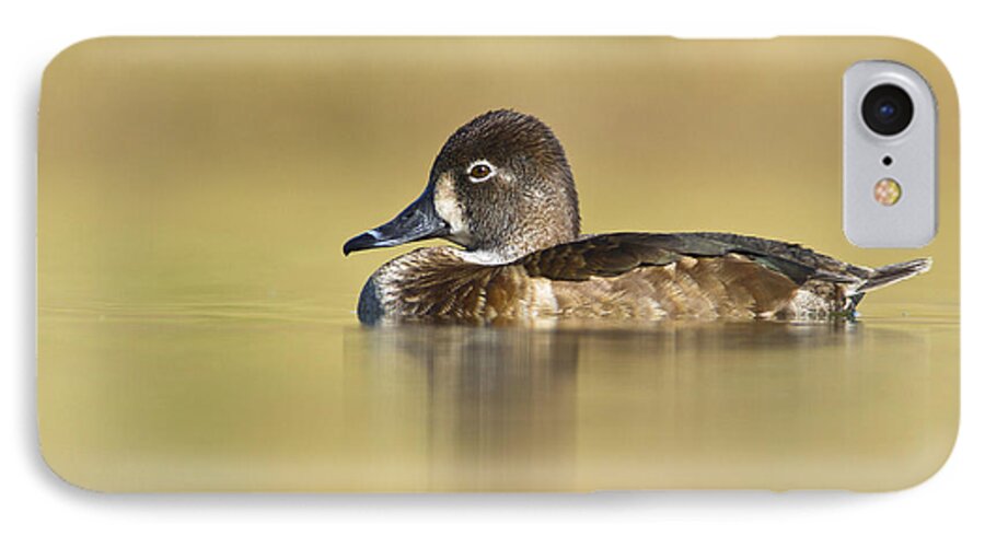 Duck iPhone 7 Case featuring the photograph Female Ring necked duck by Bryan Keil