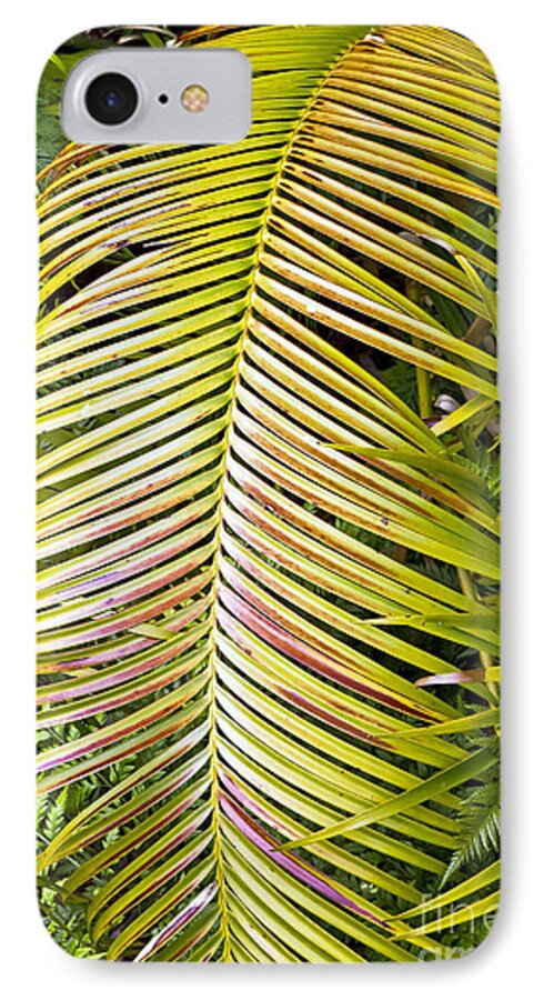 Kate Brown iPhone 7 Case featuring the photograph Ferns by Kate Brown