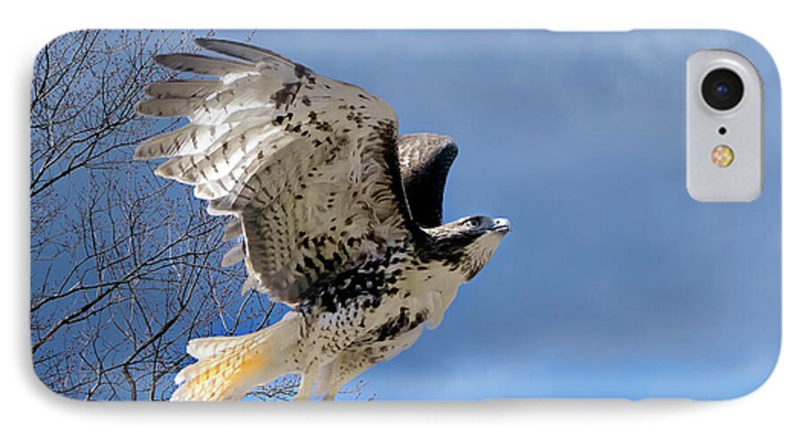 Redtail Hawk iPhone 7 Case featuring the photograph Flight of the Red tail by Bill Wakeley