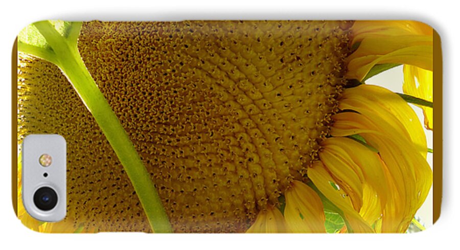 Sunflower iPhone 7 Case featuring the photograph Flower of the Sun by Peter Mooyman