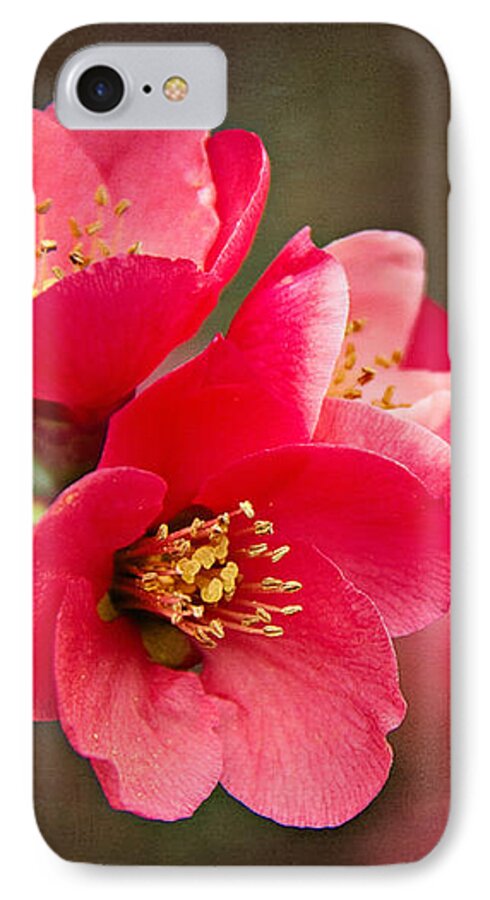  Japanese Quince iPhone 7 Case featuring the photograph Flowering Quince by Lana Trussell