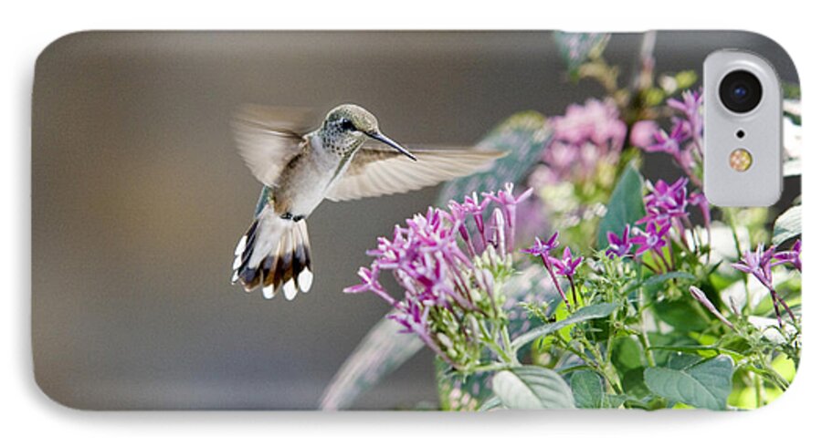 Hummingbirds iPhone 7 Case featuring the photograph Flying in for a Morning Meal by Robert Camp