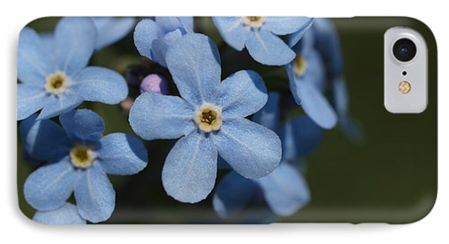 Forget Me Not iPhone 7 Case featuring the photograph Forget Me Not by Jenessa Rahn