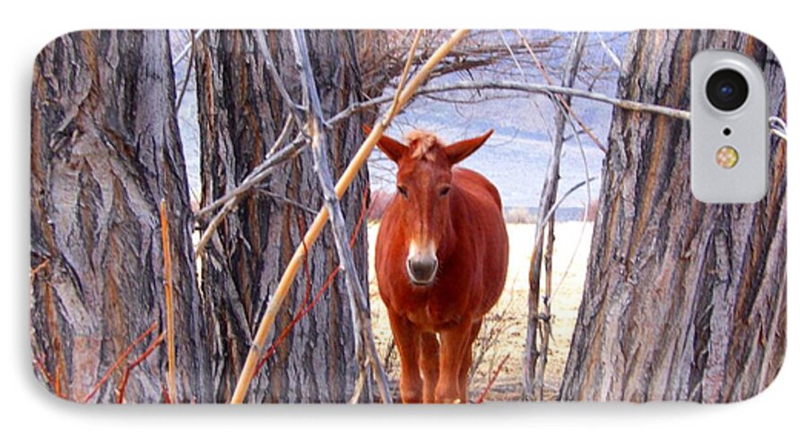 Mule iPhone 7 Case featuring the photograph Framed by Marilyn Diaz