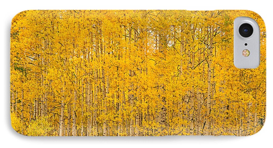 Aspen iPhone 7 Case featuring the photograph Fullness of Gold by Kelly Black