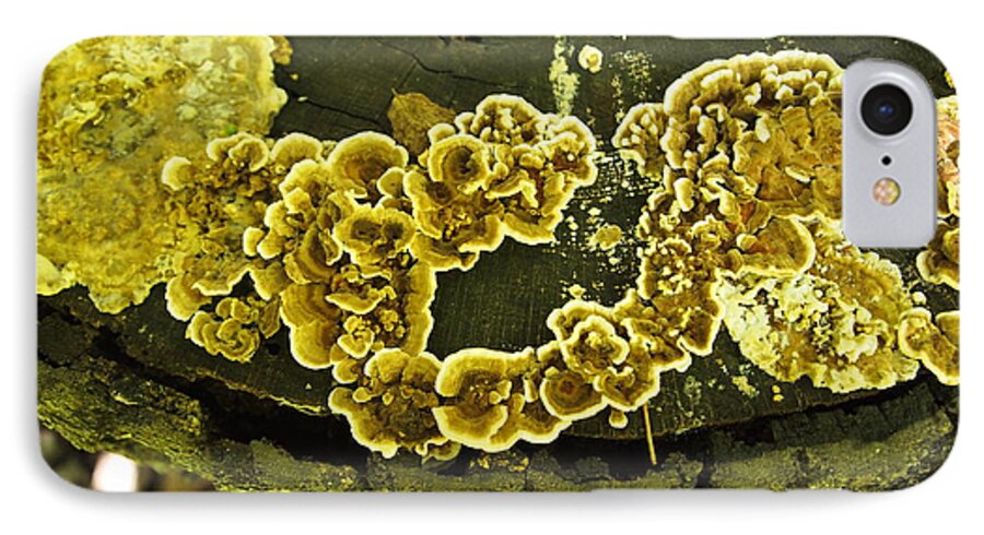 Photography iPhone 7 Case featuring the photograph Fungi Colony by Nancy Kane Chapman