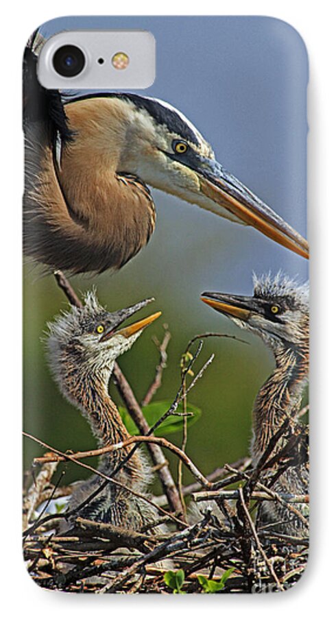 Great Blue Heron iPhone 7 Case featuring the photograph Great Blue Heron Twins by Larry Nieland