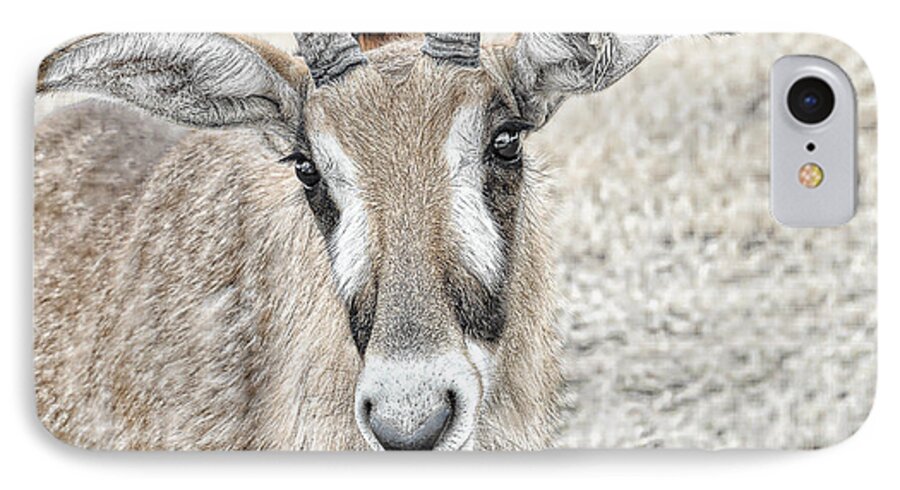 Oryx iPhone 7 Case featuring the photograph Young Oryx by Dyle  Warren