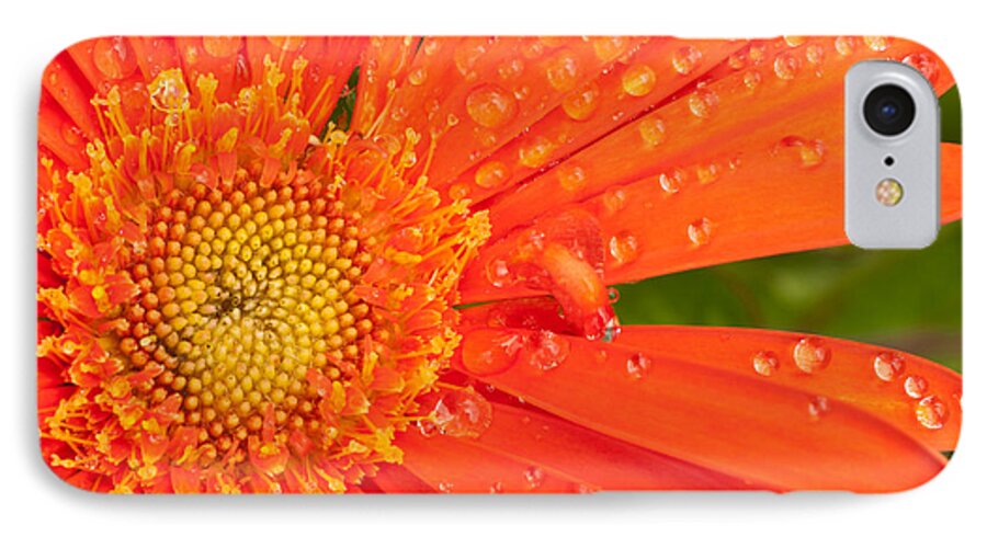 Gerber Daisy iPhone 7 Case featuring the photograph Gerber Daisy by John Magyar Photography
