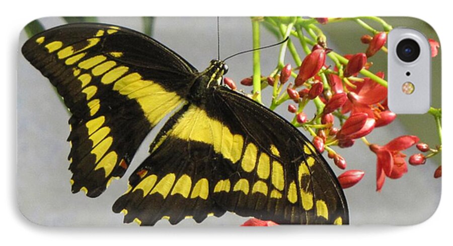 Butterfly iPhone 7 Case featuring the photograph Giant Swallowtail by Jennifer Wheatley Wolf