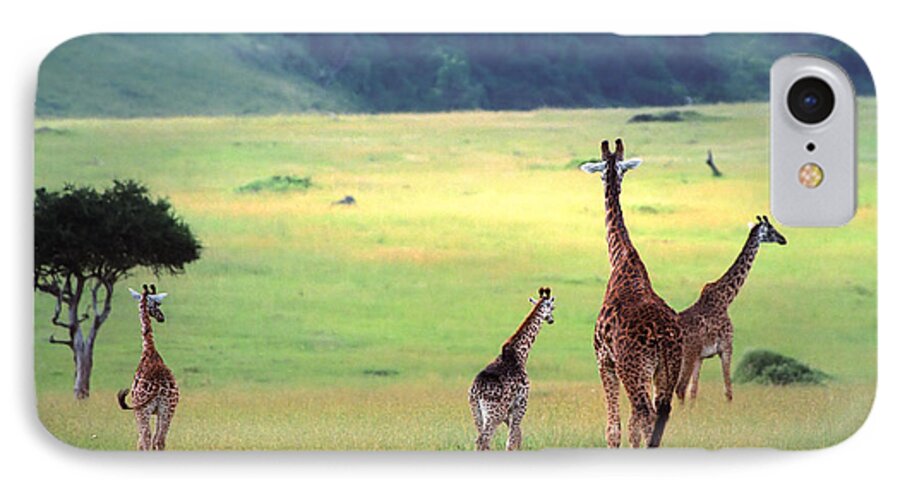 Giraffe iPhone 7 Case featuring the photograph Giraffe by Sebastian Musial