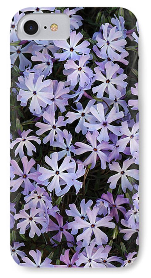 Glade Phlox iPhone 7 Case featuring the photograph Glade Phlox by Daniel Reed