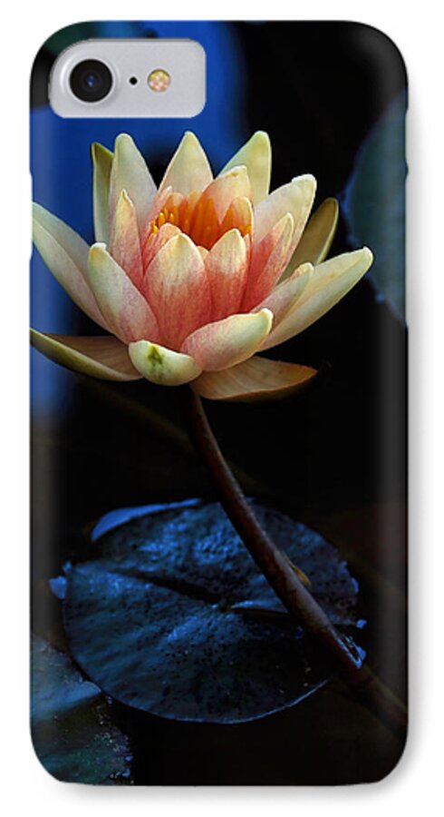 Waterlily iPhone 7 Case featuring the photograph Glowing Waterlily by Marion McCristall