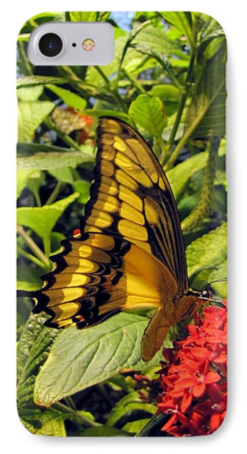 Wings iPhone 7 Case featuring the photograph Gold Giant Swallowtail by Jennifer Wheatley Wolf