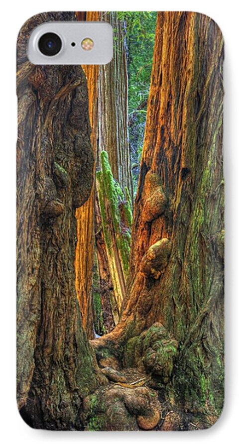 California iPhone 7 Case featuring the photograph Golden Light Reaches the Grove Floor Muir Woods National Monument Late Winter Early Afternoon by Michael Mazaika