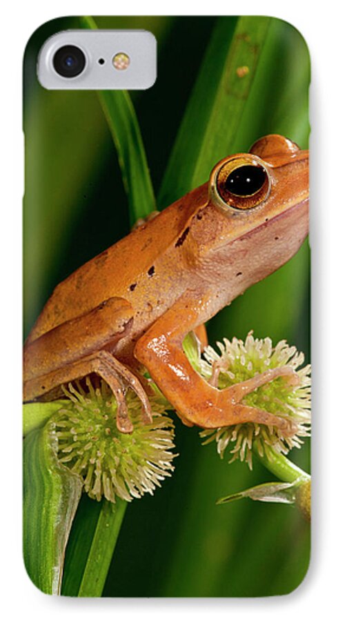 Amphibia iPhone 7 Case featuring the photograph Golden Treefrog, Rhacophorus by David Northcott