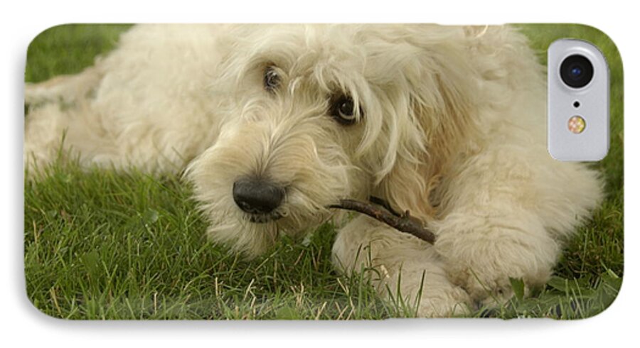 Dog iPhone 7 Case featuring the photograph Goldendoodle Pup with Stick by Anna Lisa Yoder