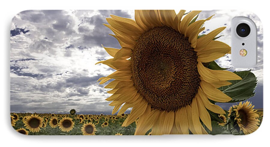 Sunflower iPhone 7 Case featuring the photograph Good Morning Sunshine by Kristal Kraft