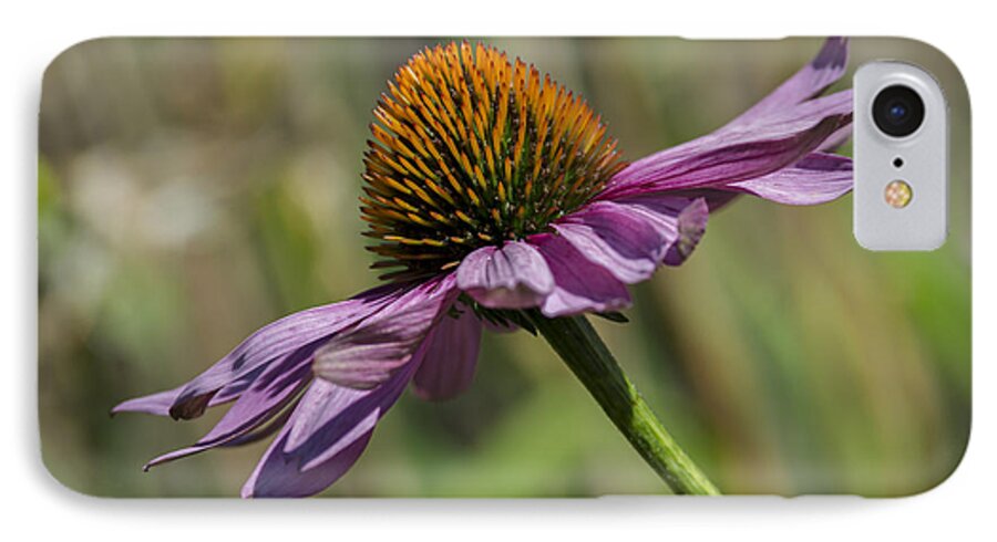 Coneflower iPhone 7 Case featuring the photograph Gravity... by Dan Hefle