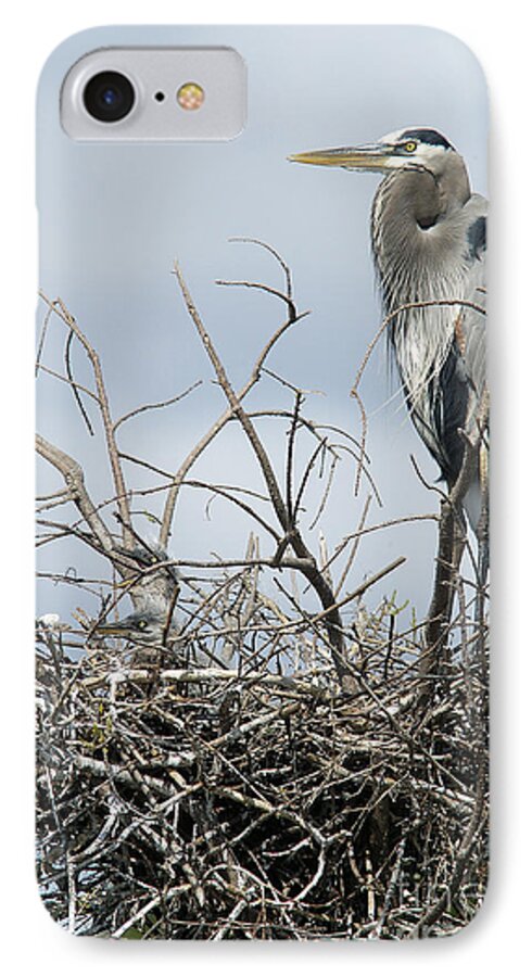 Great iPhone 7 Case featuring the photograph Great Blue Heron Nest with New Chicks by Jane Axman