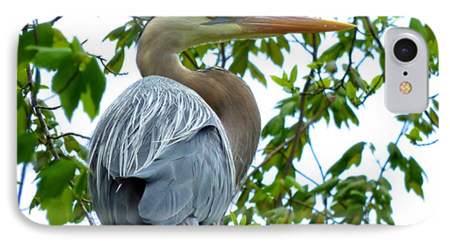 Magnolia iPhone 7 Case featuring the photograph Great Blue Heron by Pat Exum
