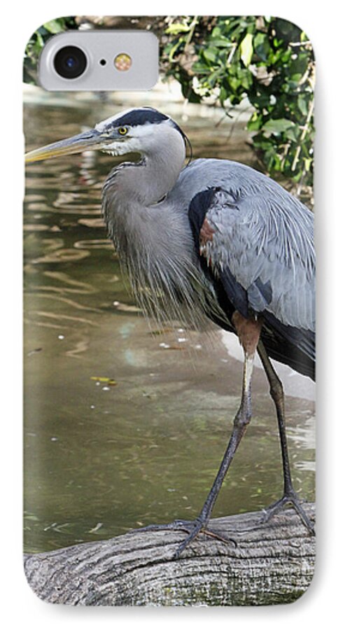 Great Blue Heron iPhone 7 Case featuring the photograph Great Blue Heron by Shoal Hollingsworth