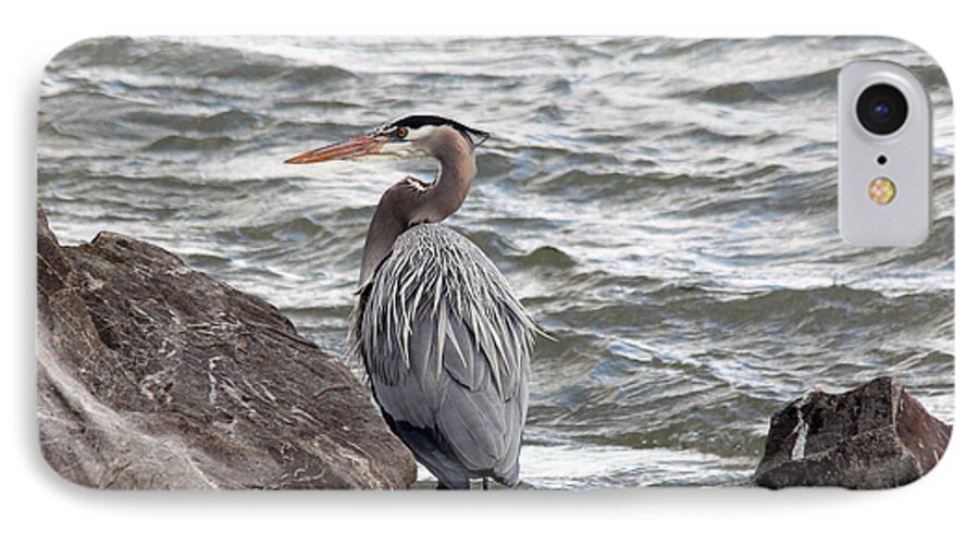 Great Blue Heron iPhone 7 Case featuring the photograph Great Blue Heron by Trina Ansel