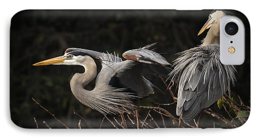 Great Blue Heron iPhone 7 Case featuring the photograph Great Blue Herons by Carol Eade