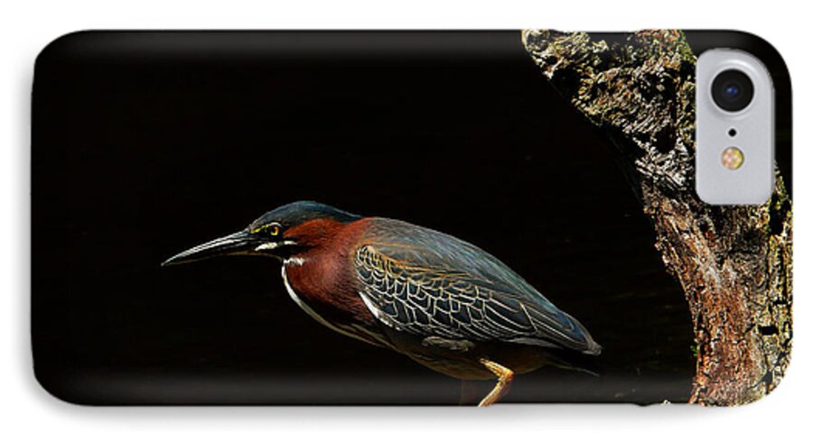 Green Heron iPhone 7 Case featuring the photograph Green Heron by Stuart Harrison