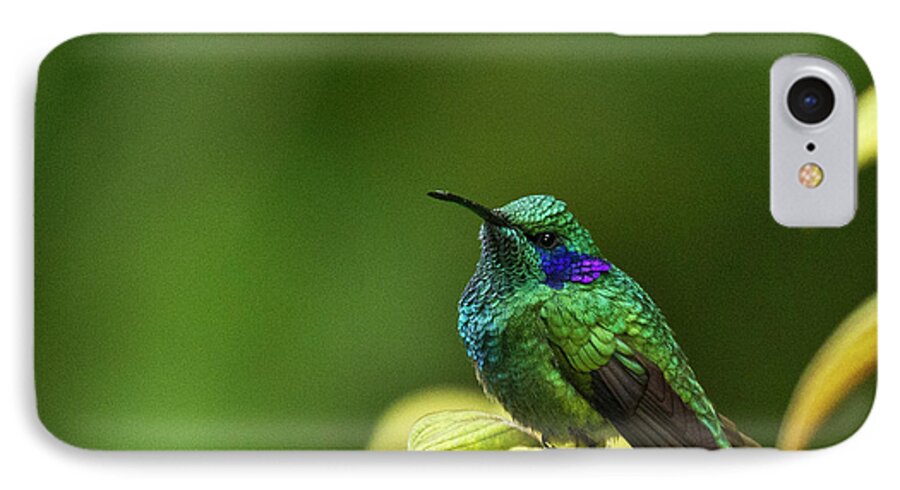 Bird iPhone 7 Case featuring the photograph Green Violetear Hummingbird by Heiko Koehrer-Wagner