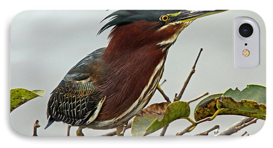 Bird iPhone 7 Case featuring the photograph Audubon's Green Heron by Larry Nieland