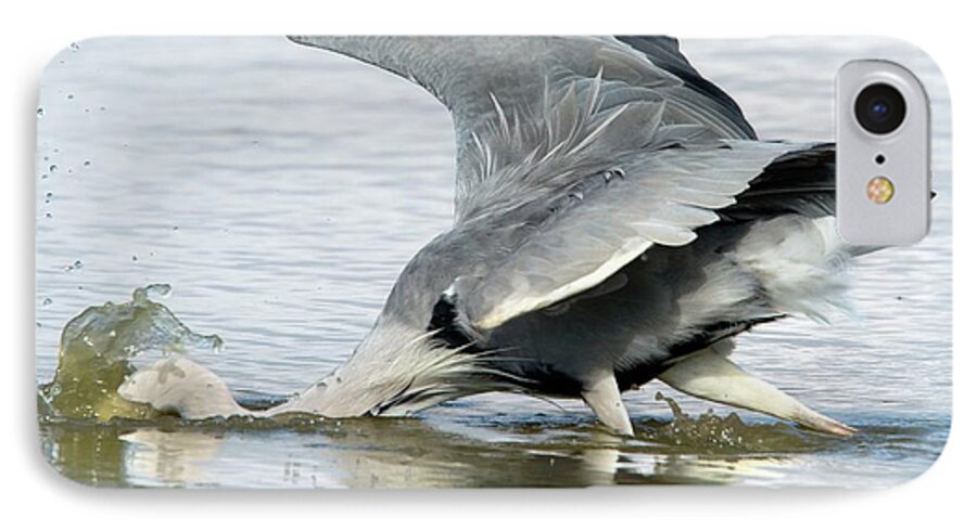 Nobody iPhone 7 Case featuring the photograph Grey Heron Catching A Fish by Bob Gibbons