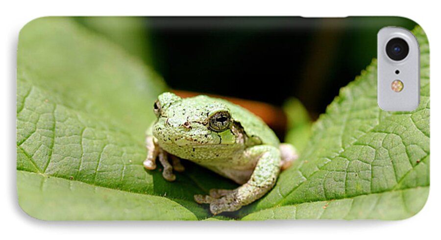 Hyla Versicolor iPhone 7 Case featuring the photograph Grey Tree Frog by David Pickett