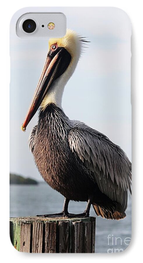 Pelican iPhone 7 Case featuring the photograph Handsome Brown Pelican by Carol Groenen