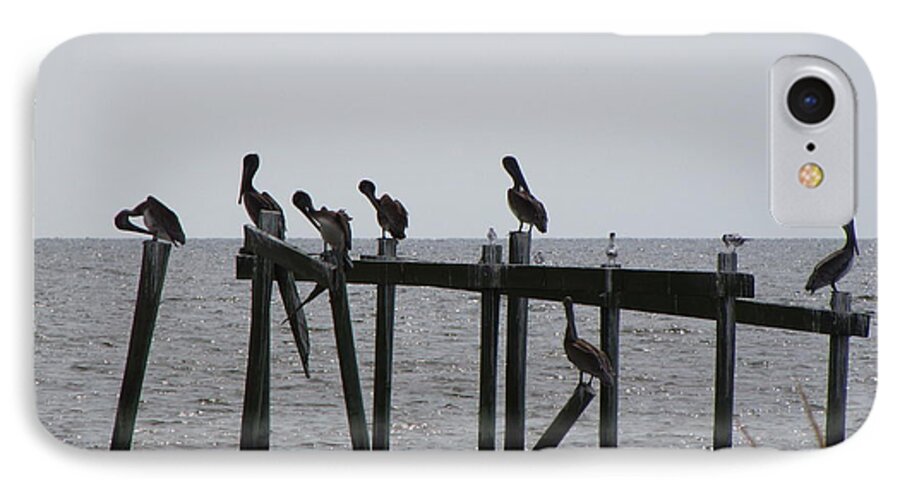 Pelicans iPhone 7 Case featuring the photograph Hanging Out with Friends by Beth Vincent