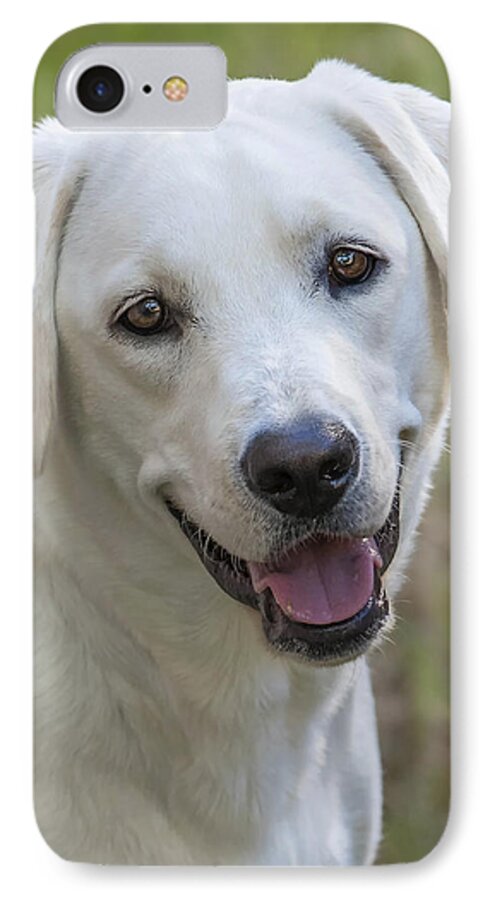Dog iPhone 7 Case featuring the photograph Happy Lab by Stephen Anderson