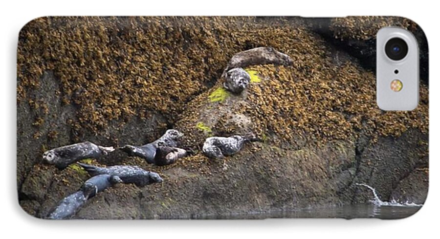 Seals iPhone 7 Case featuring the photograph Harbor Seals by Natalie Rotman Cote