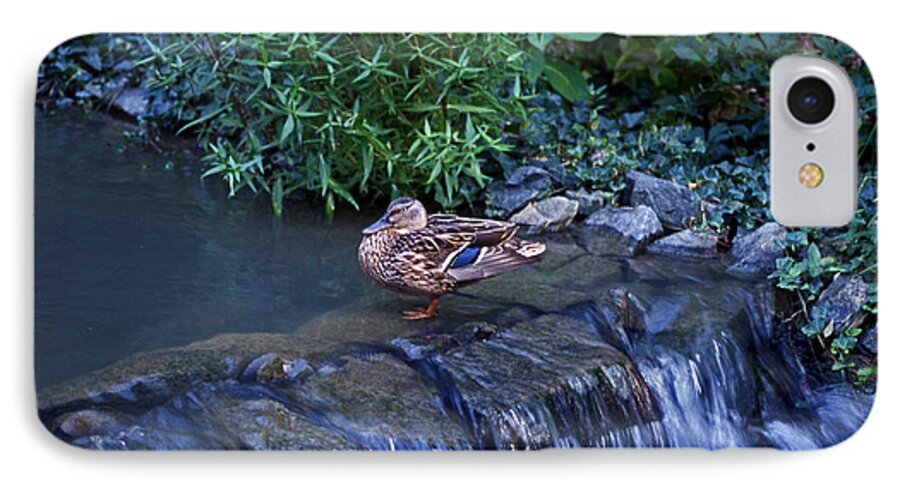 Mallard iPhone 7 Case featuring the photograph Hen Fall by Skip Willits