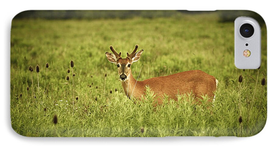 Deer iPhone 7 Case featuring the photograph Hi by Shane Holsclaw