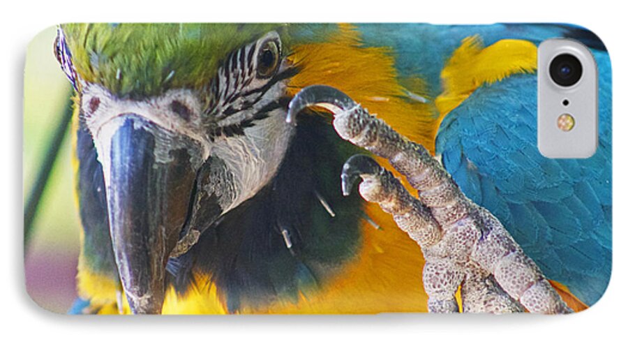 Parrot iPhone 7 Case featuring the photograph Hi there by Lily K