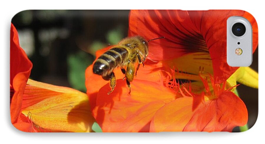 Honeybee iPhone 7 Case featuring the photograph Honeybee Entering Nasturtium by Lucinda VanVleck