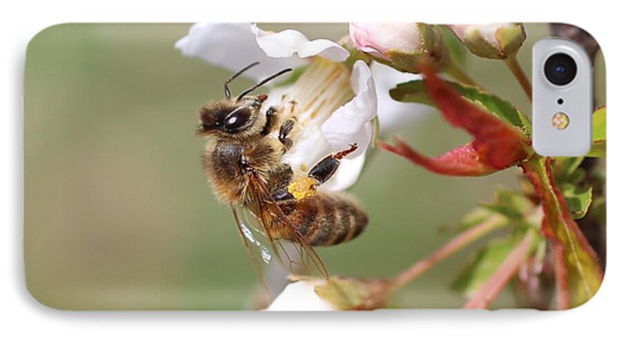 Honeybee iPhone 7 Case featuring the photograph Honeybee on Cherry Blossom by Lucinda VanVleck