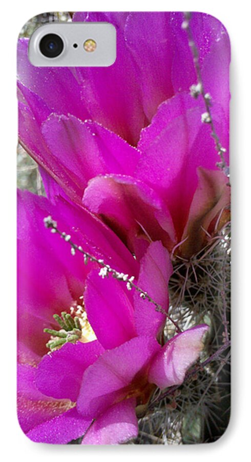 Cactus iPhone 7 Case featuring the photograph Hope by Suzanne Silvir