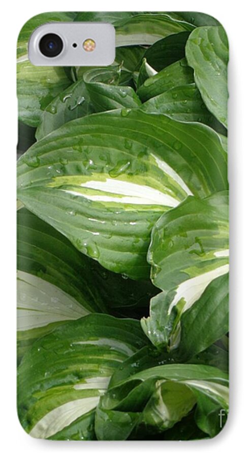 Hosta iPhone 7 Case featuring the photograph Hosta Leaves after the Rain by Christina Verdgeline